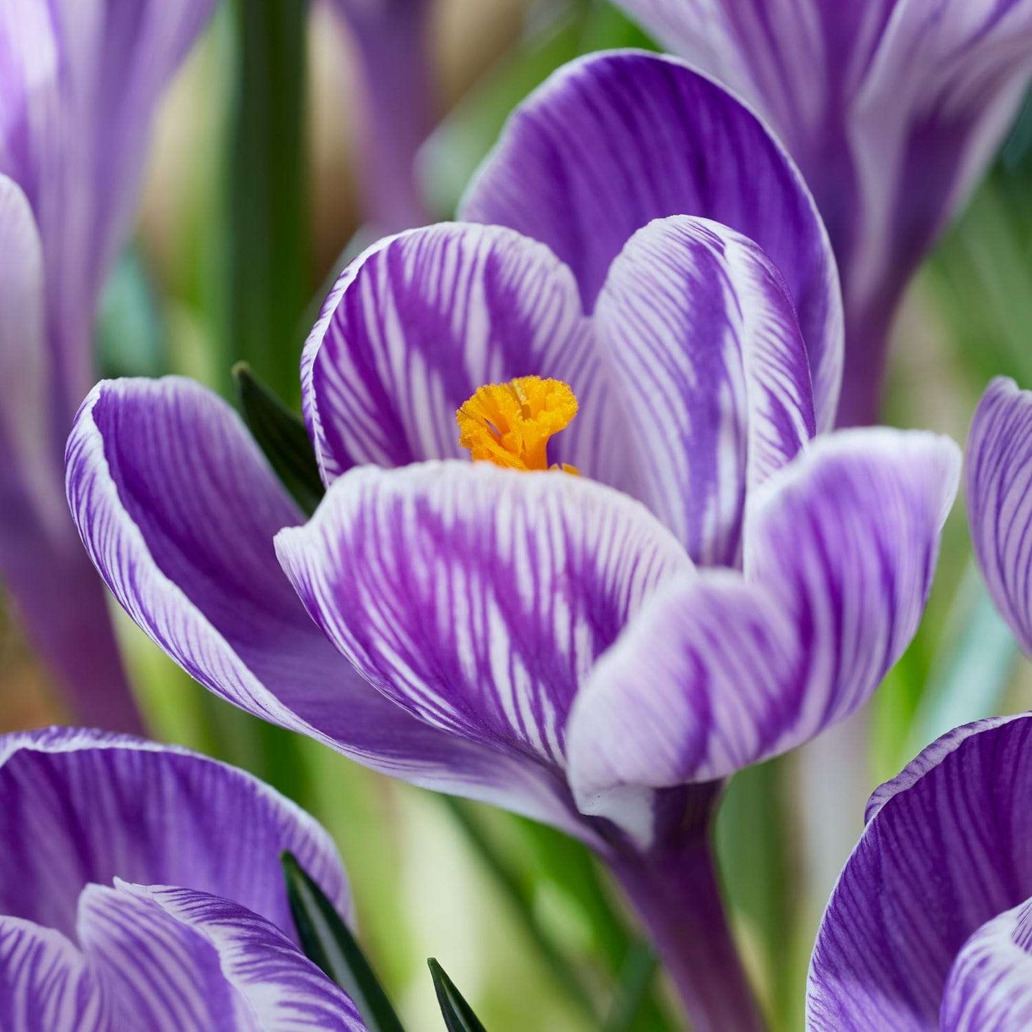 Crocus 'Pickwick'